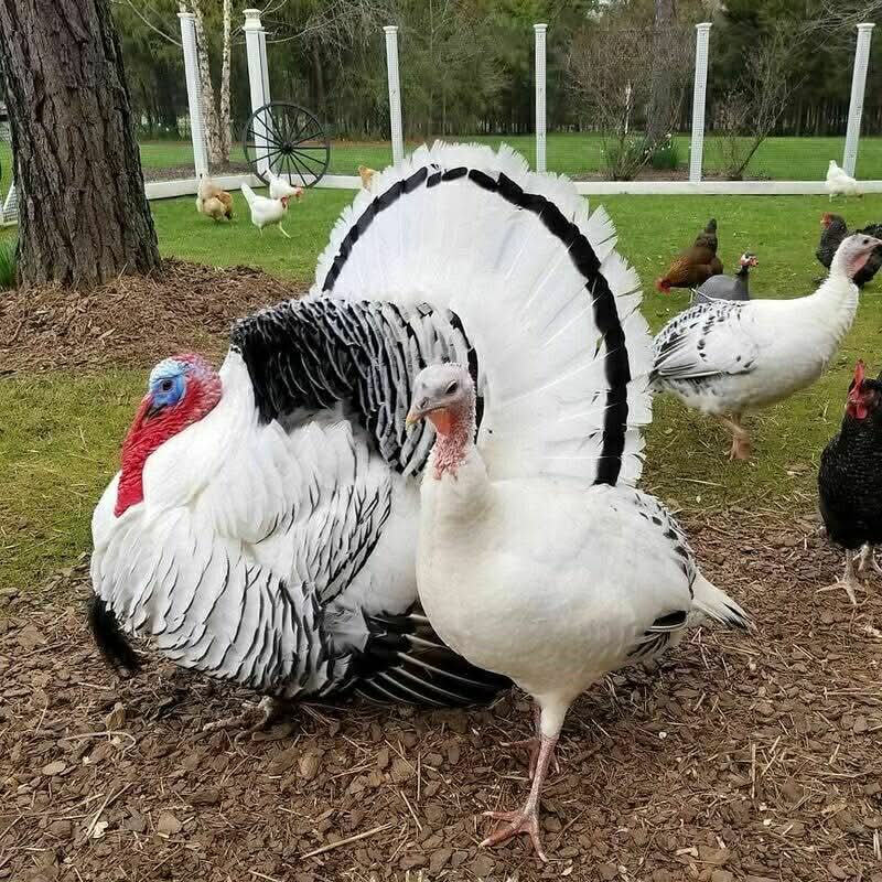 Royal palm turkey