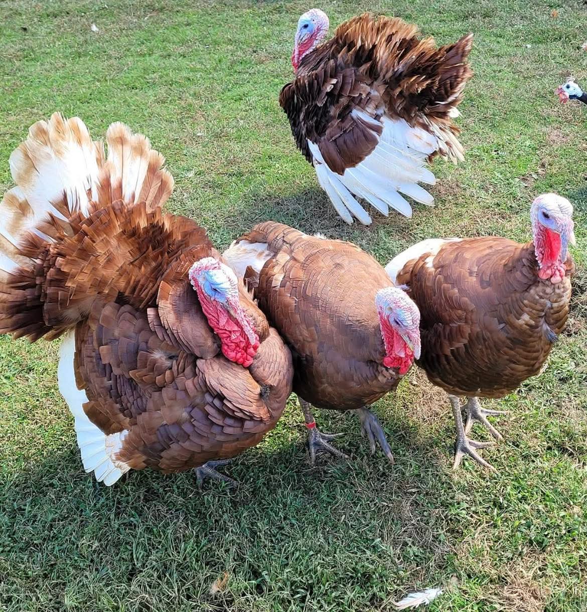 Bourbon red turkey