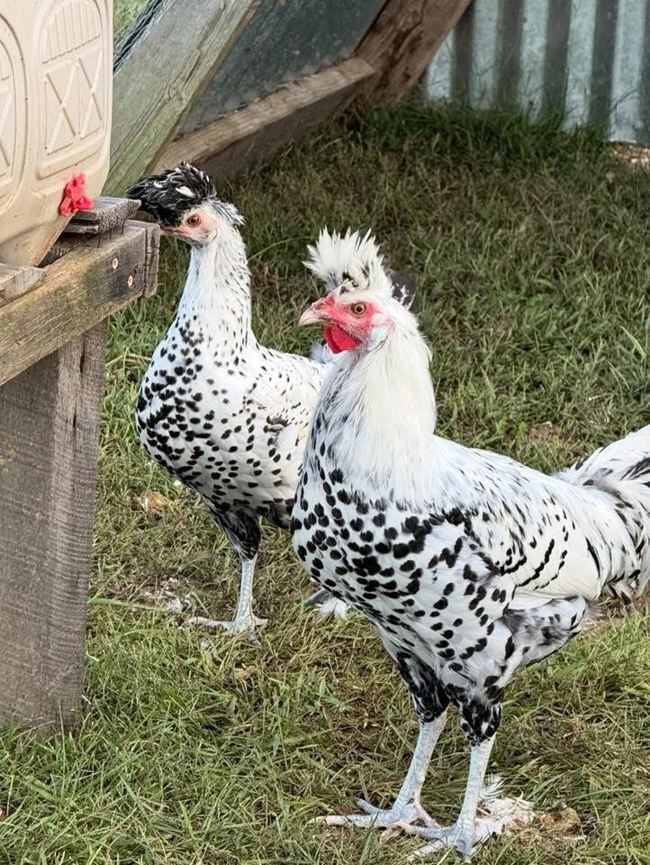 Appenzeller Spitzhauben