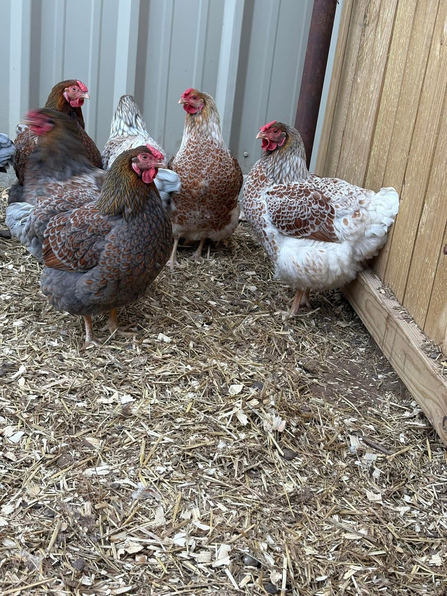Red laced blue Wyandottes