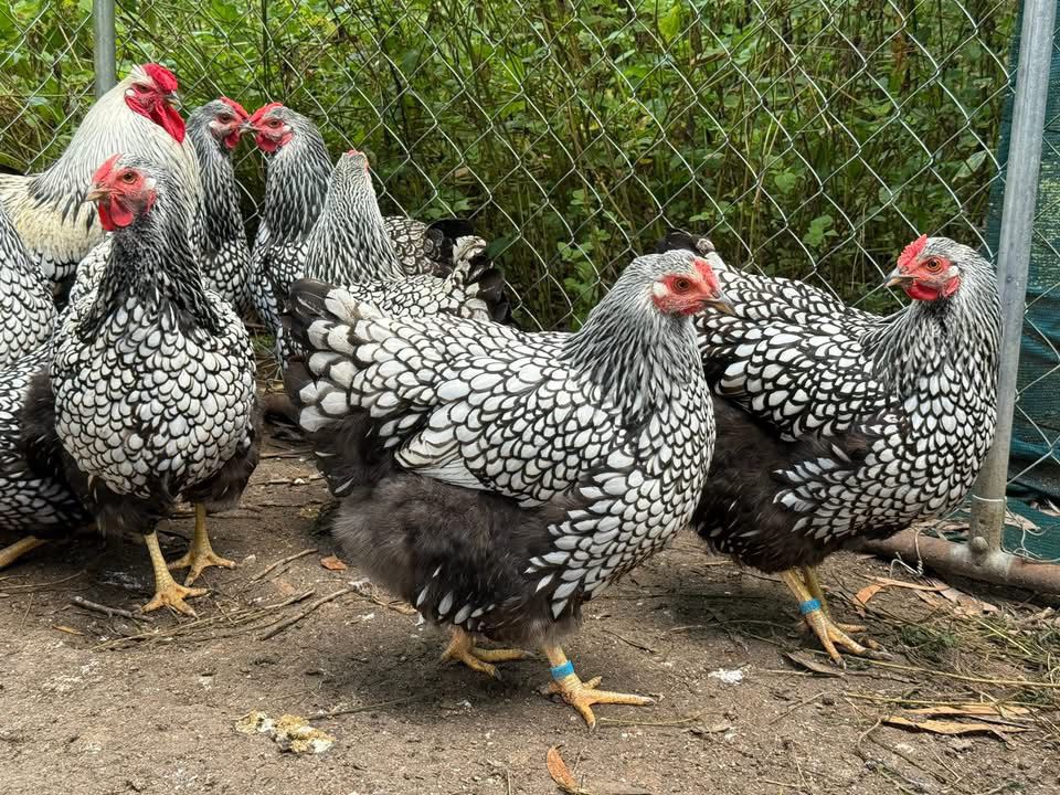 Silver laced Wyandottes