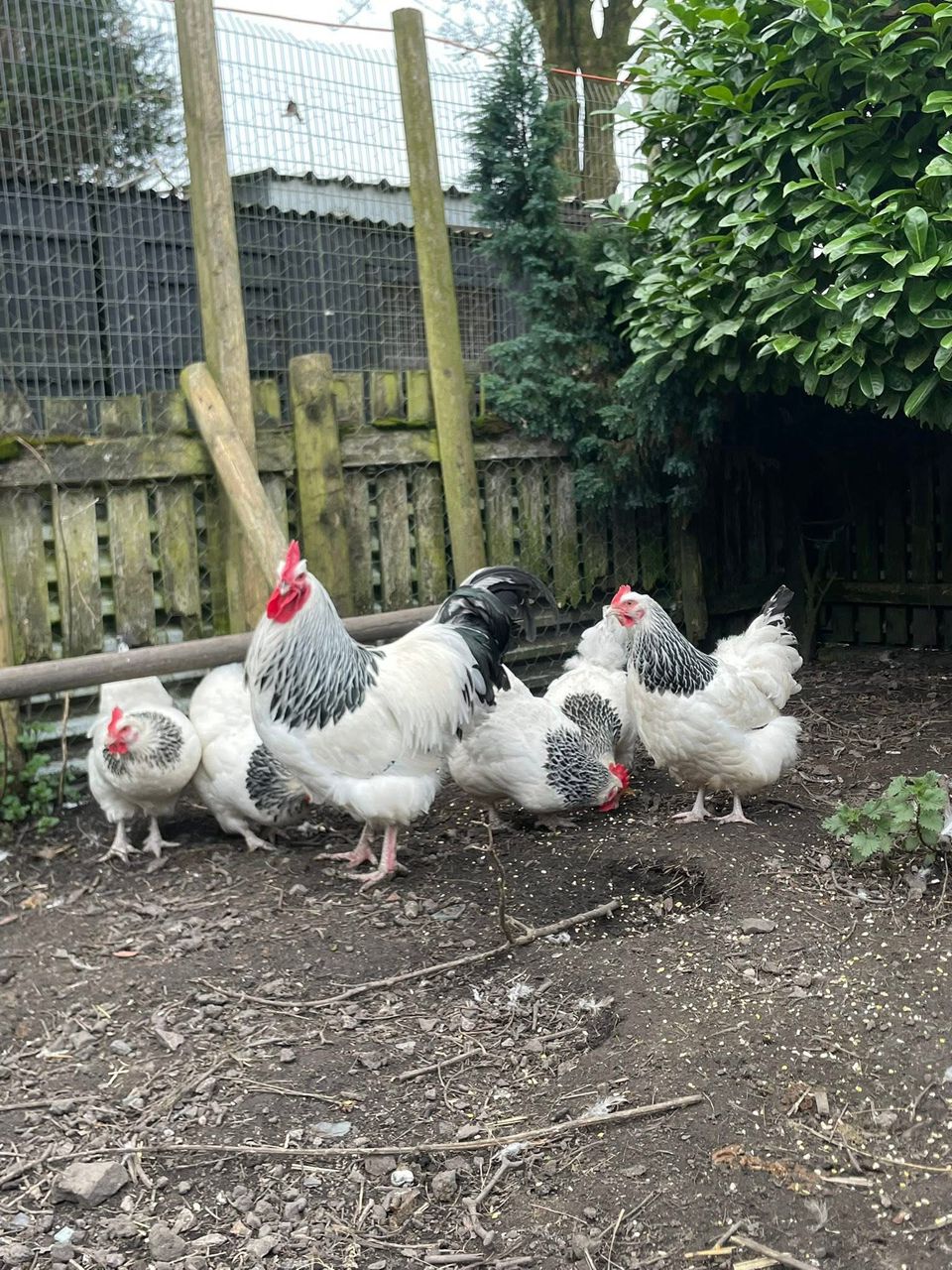 Light Sussex chickens