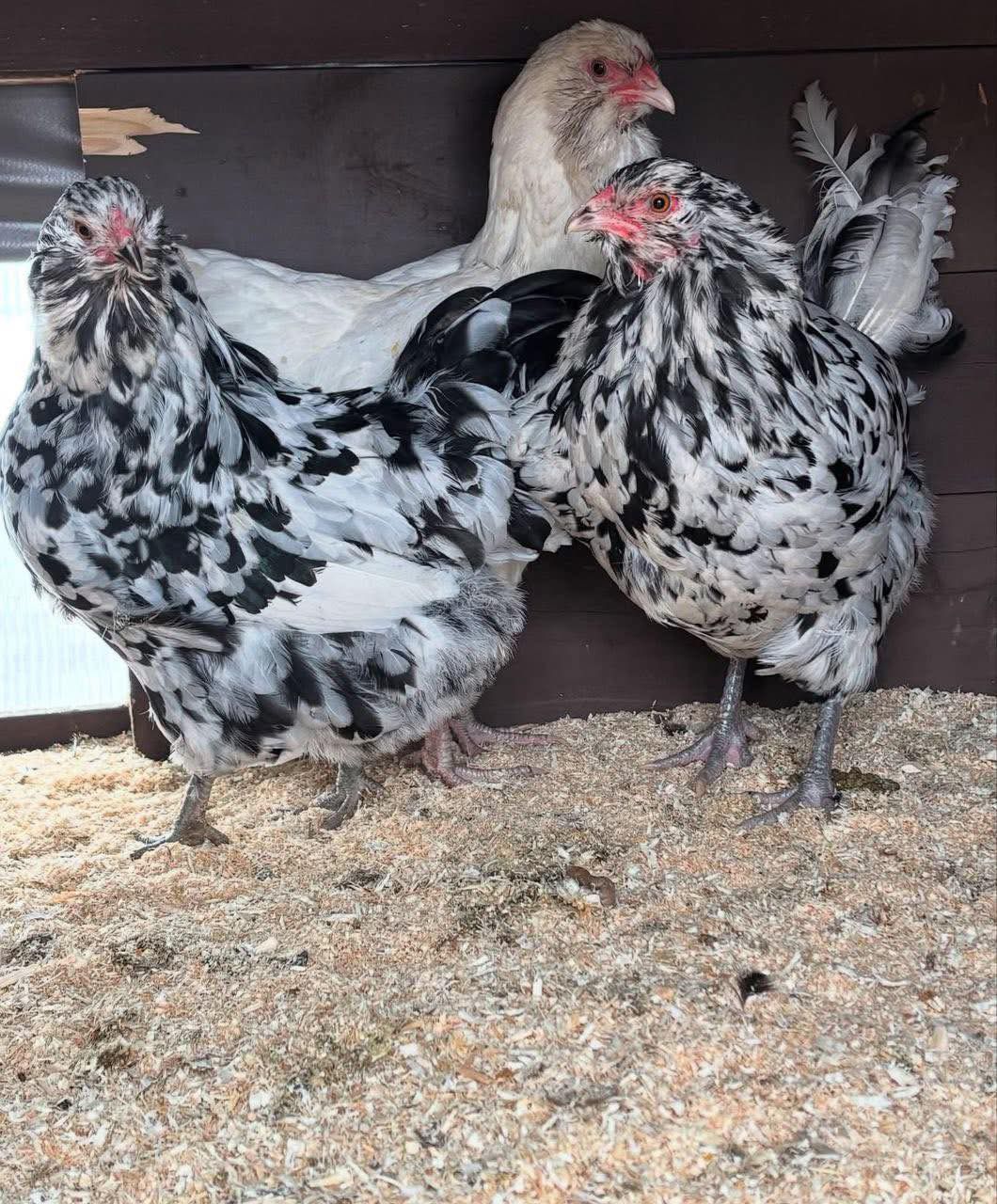 Ameraucana