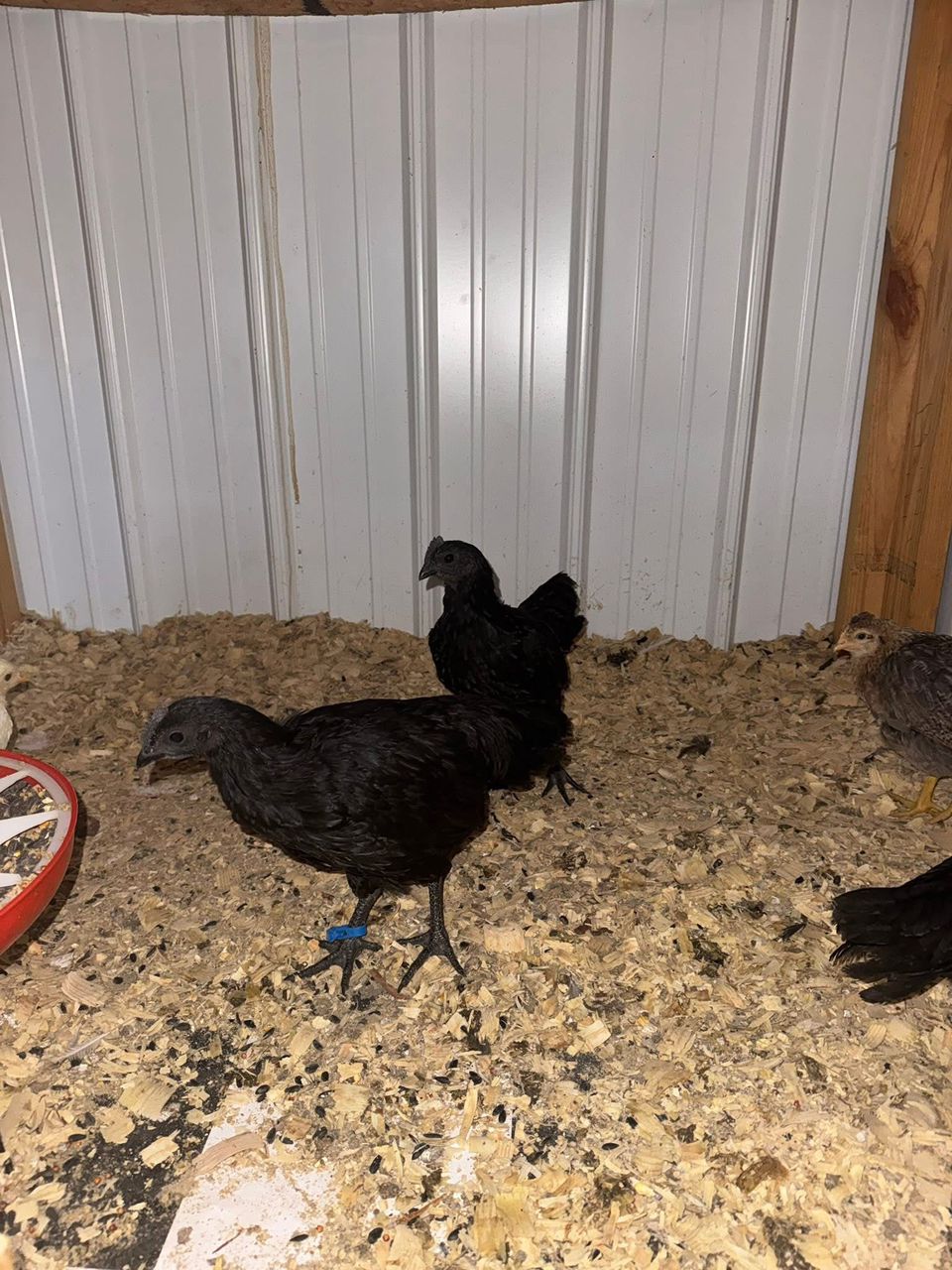 Ayam cemani
