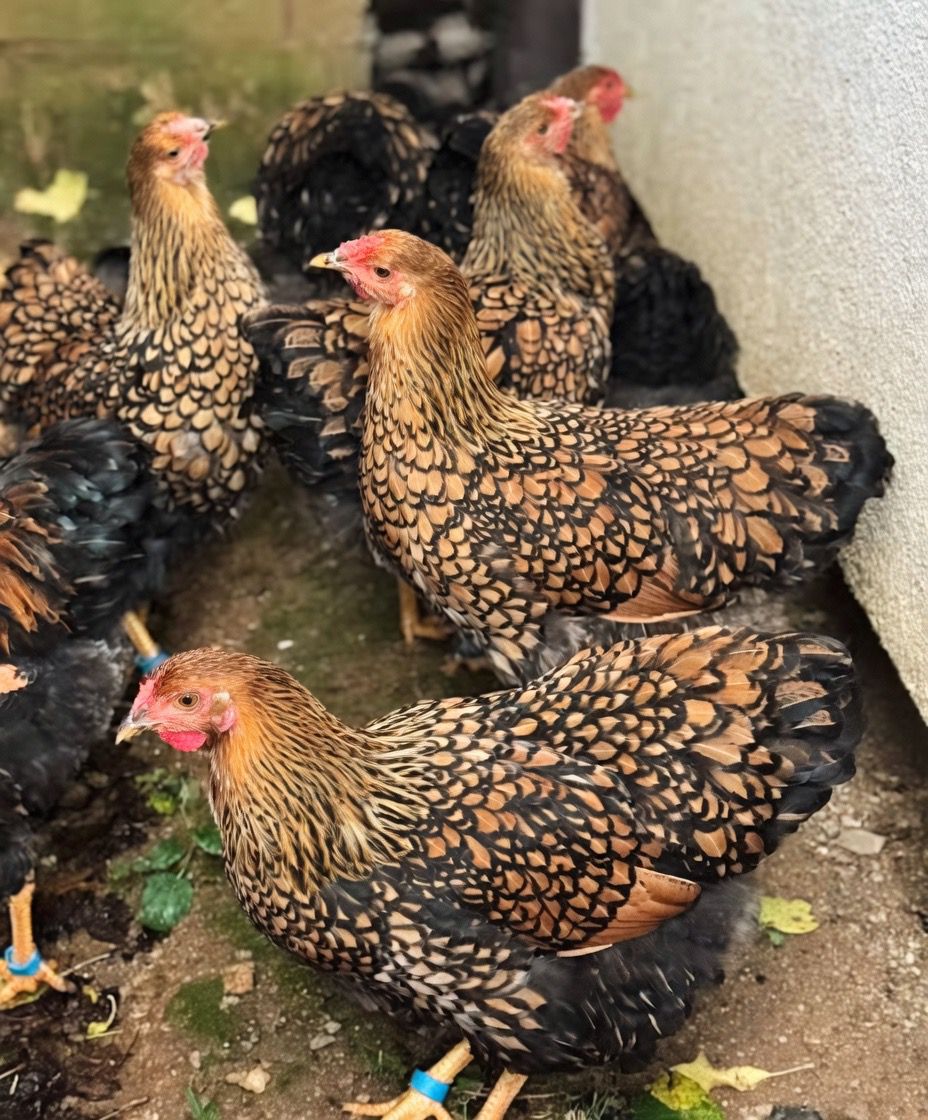Gold laced Wyandottes