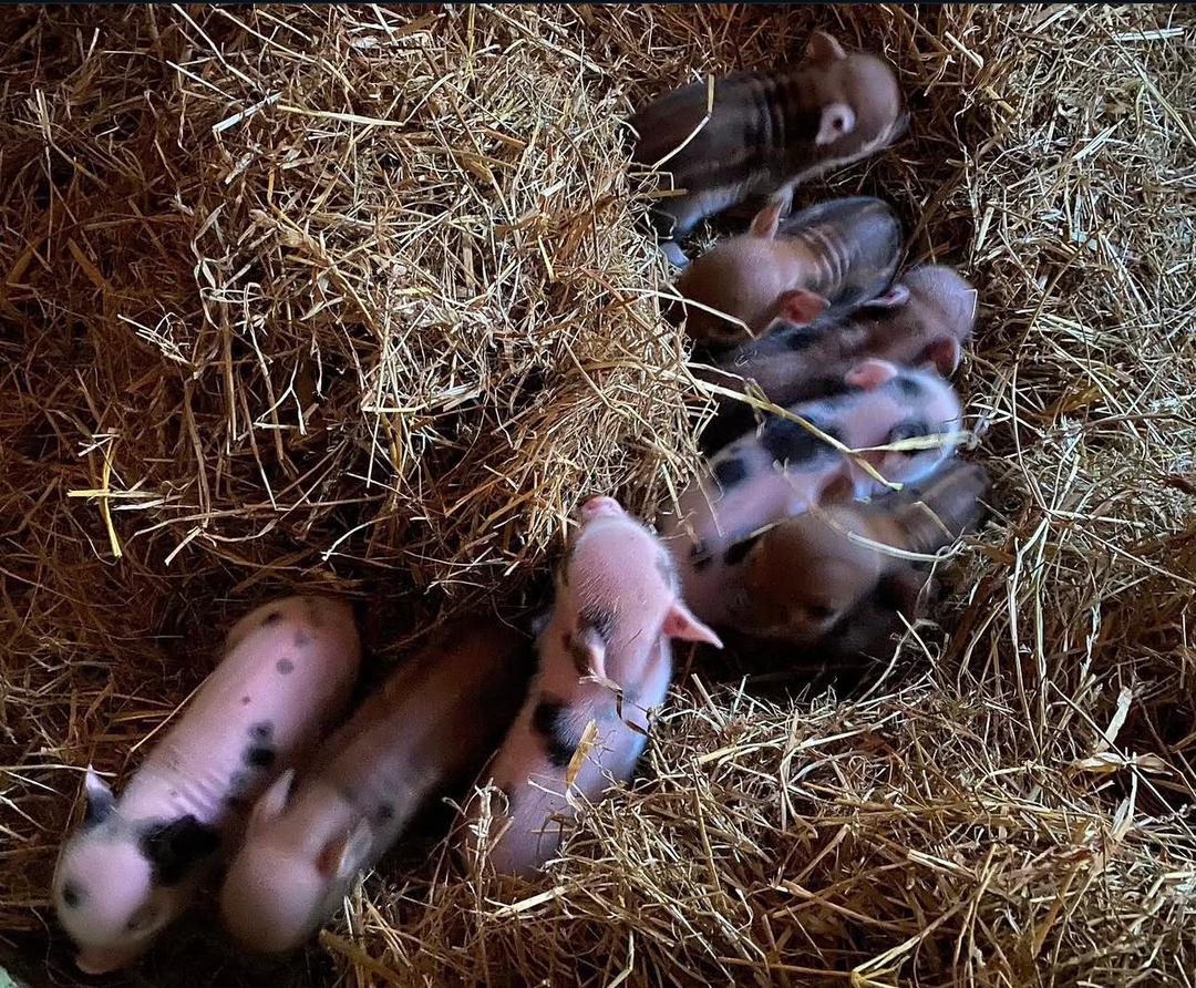 Danish Landrace Piglet Males and females