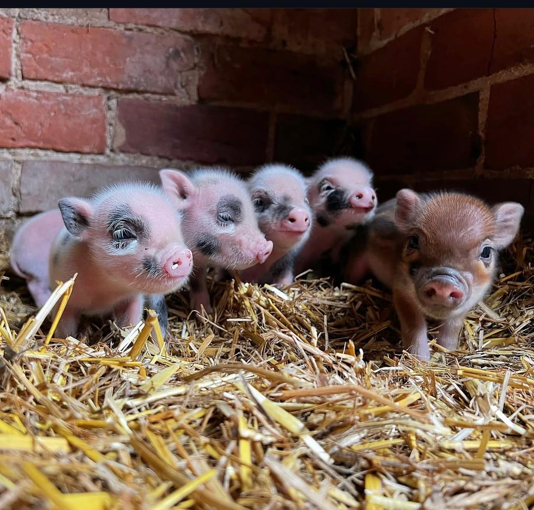 Mini pigs Males and females