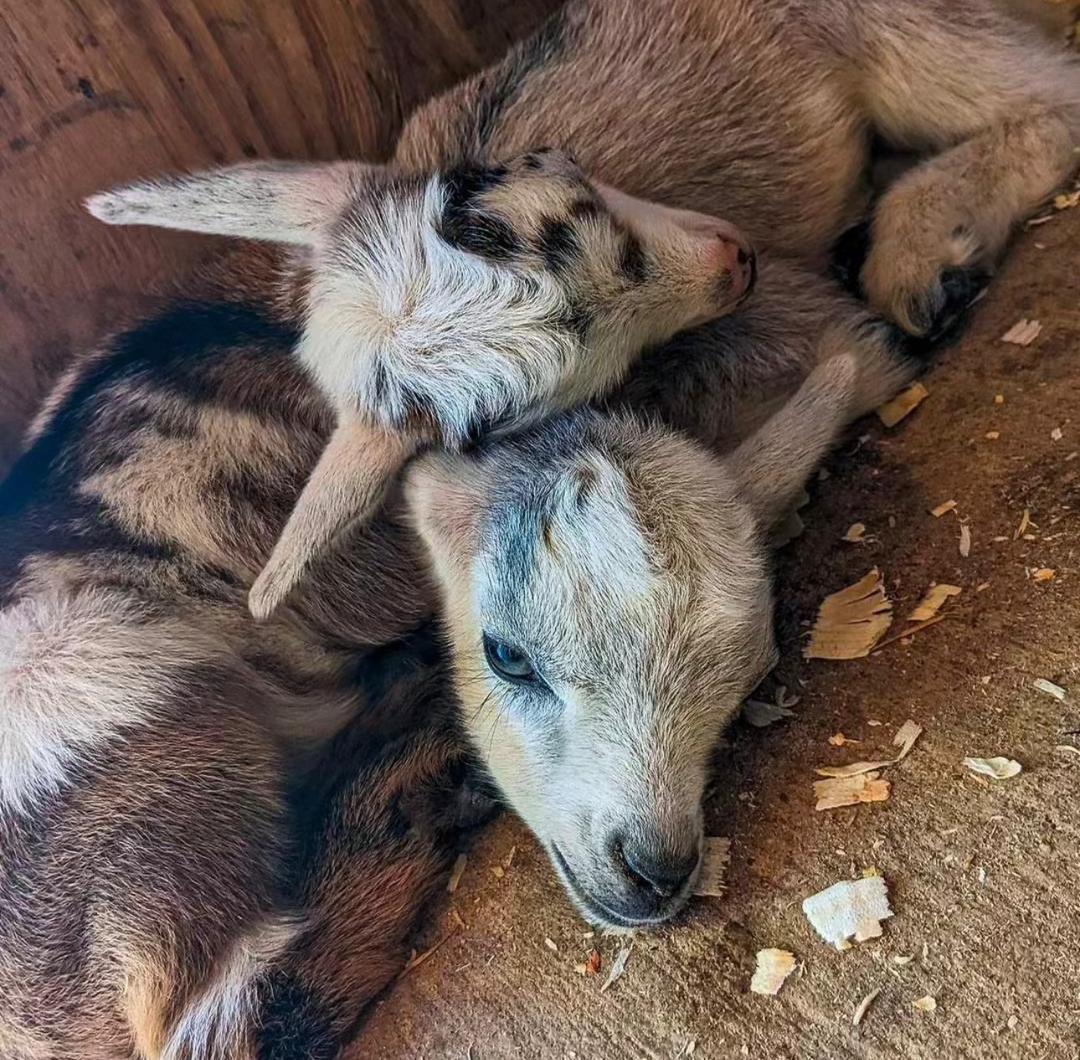 Nigerian dwarf goat