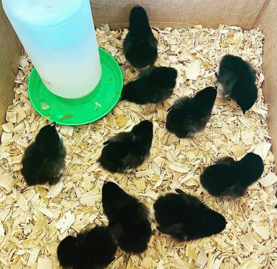 Cooper maran chicks
