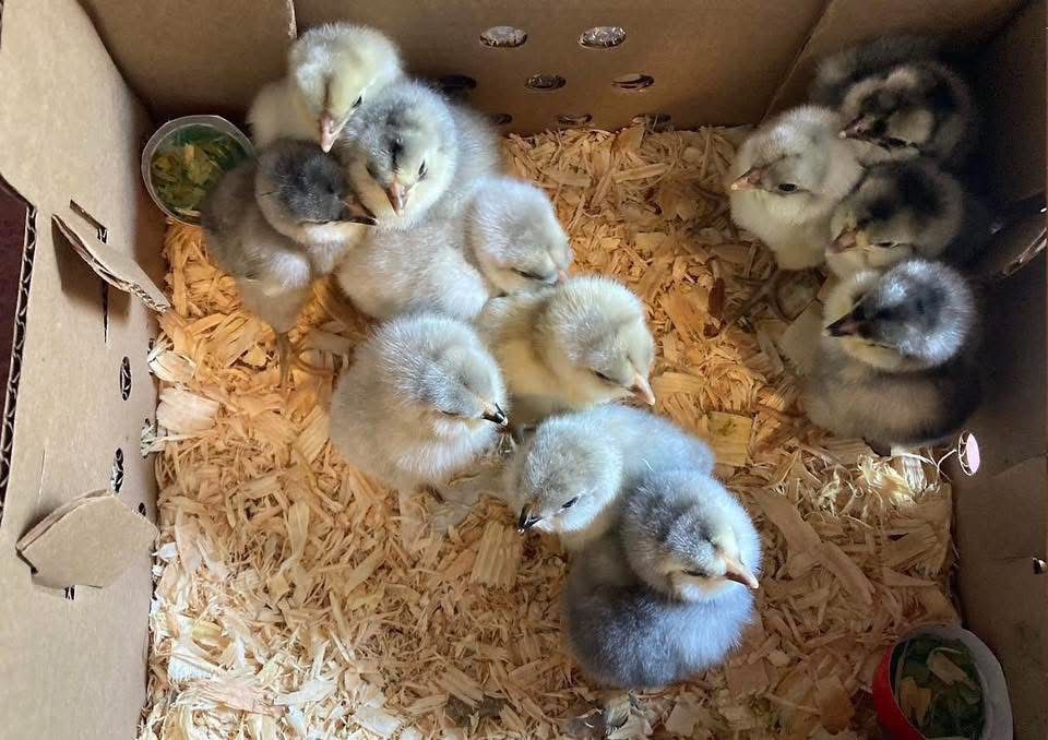 Ameraucana chicks
