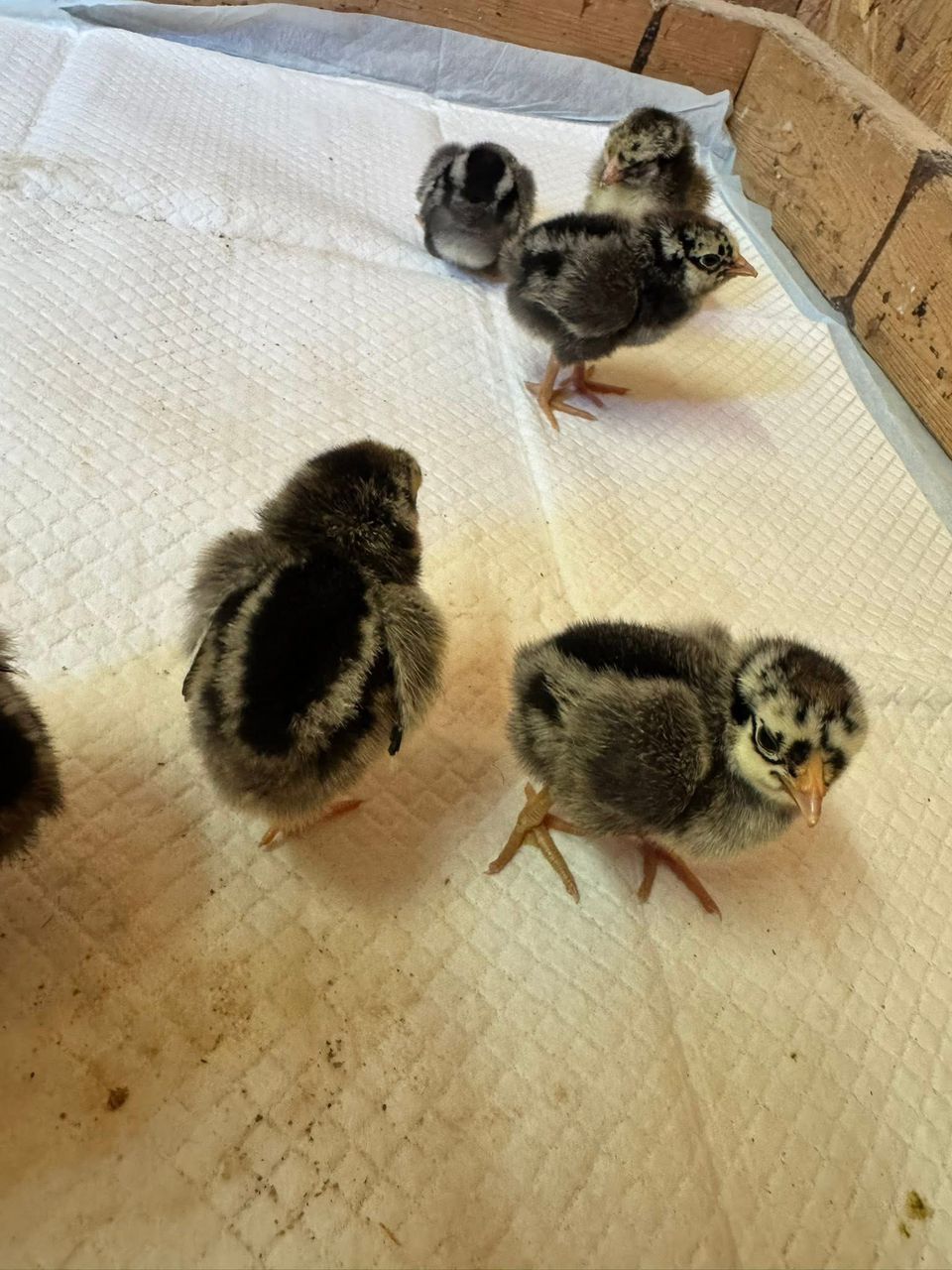 Silver laced Wyandottes chicks