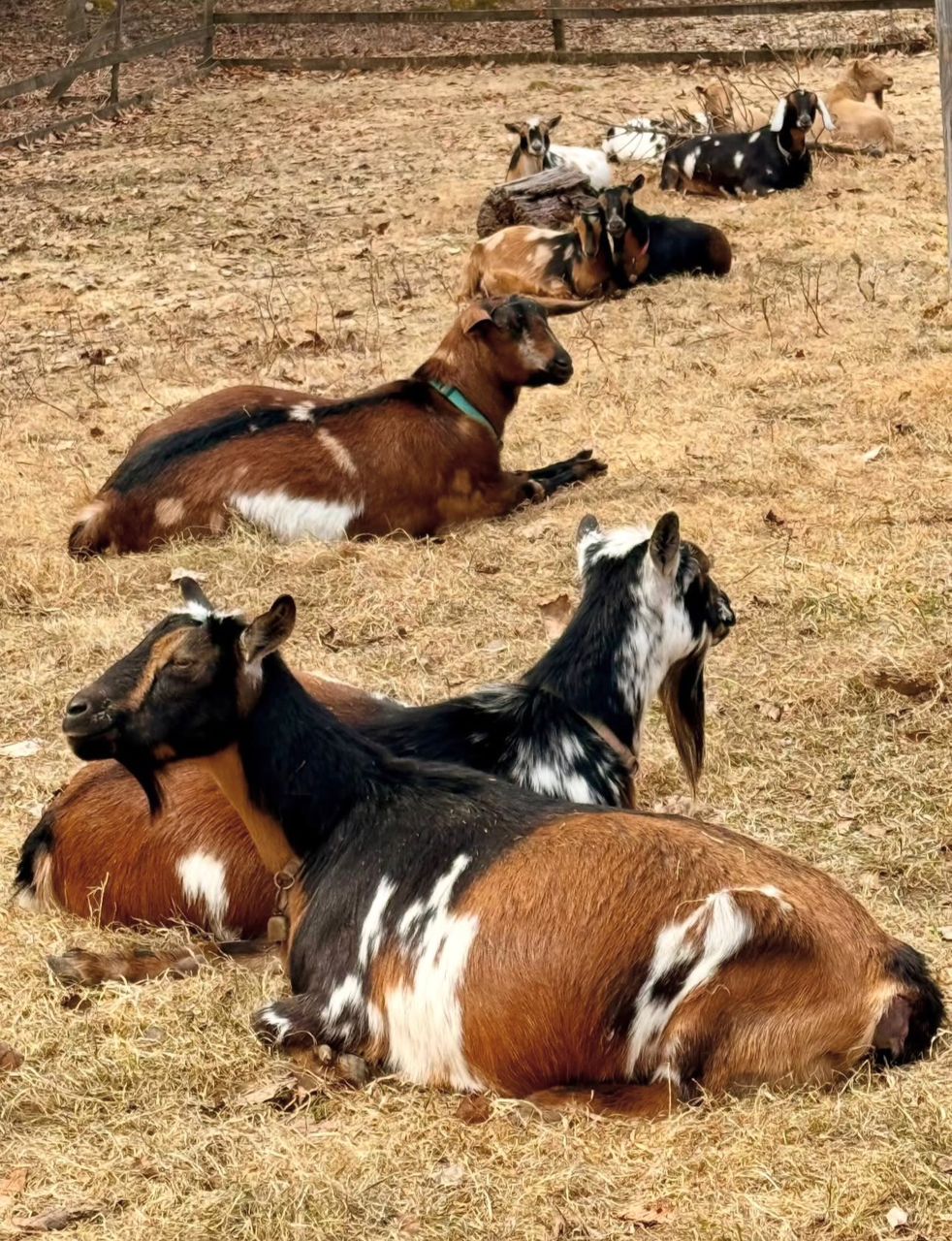 Matured goats ready to eat