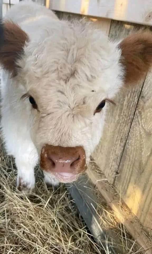 Mini cows