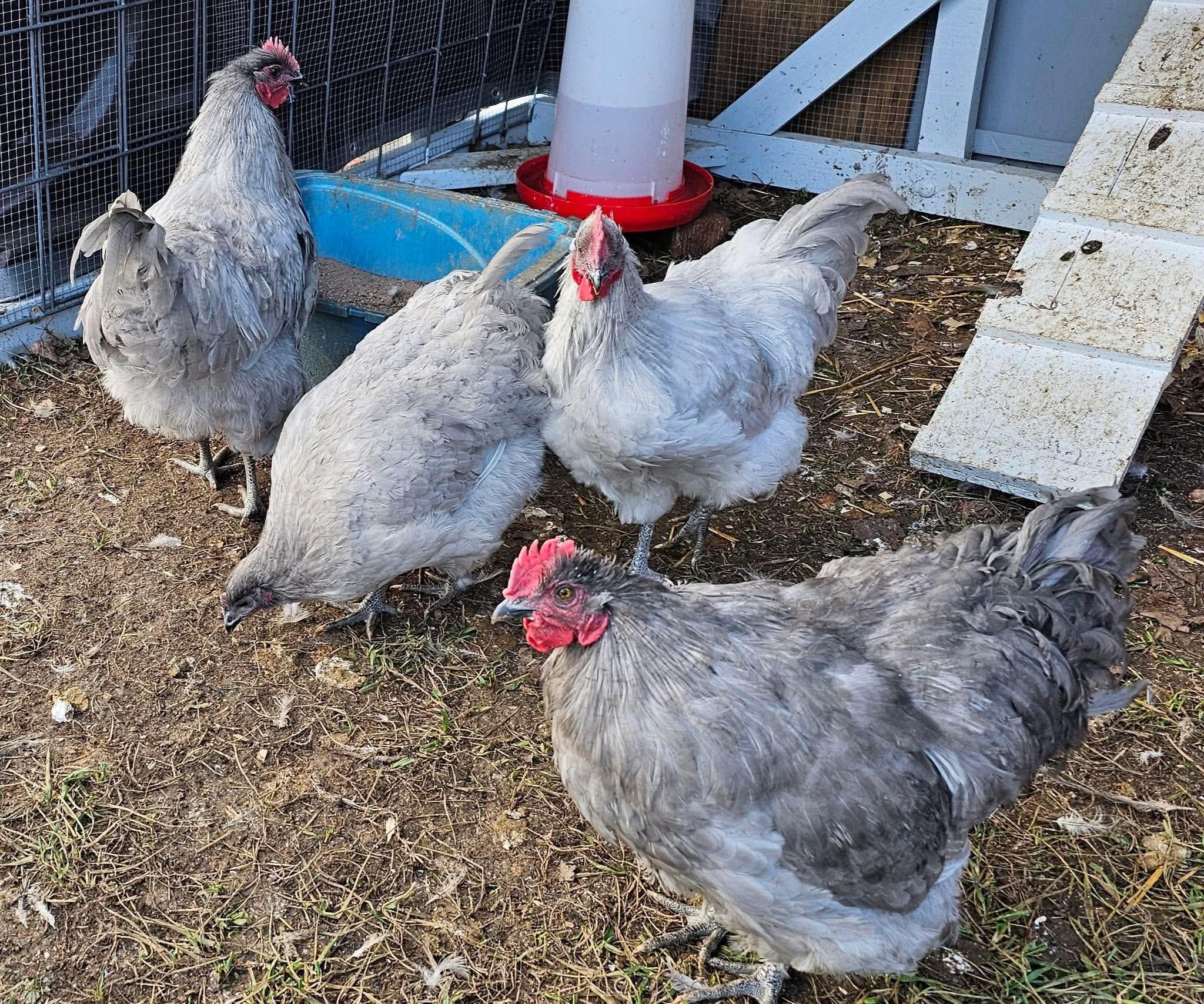Lavender Orpingtons