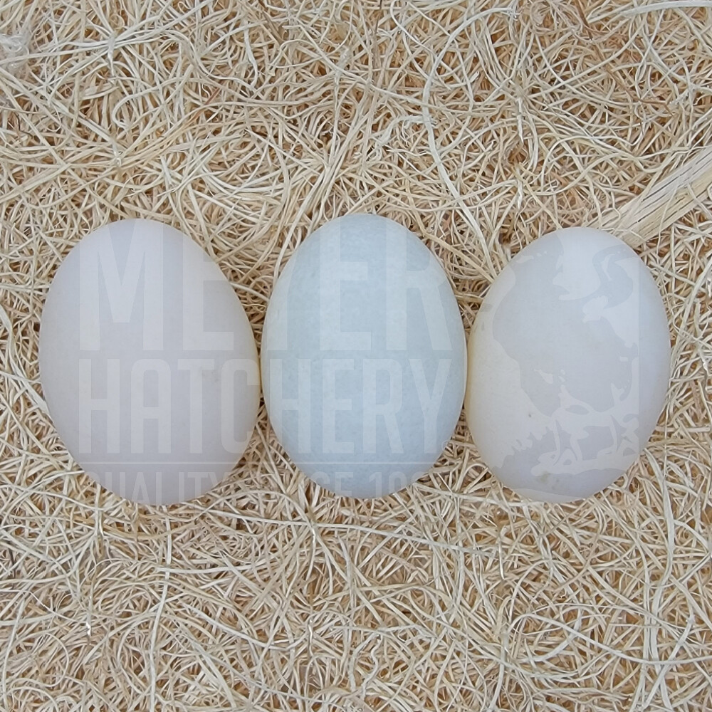 Premium PEKIN Duck Eggs