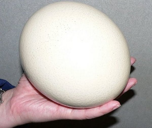 Jumbo Ostrich Egg (Single)