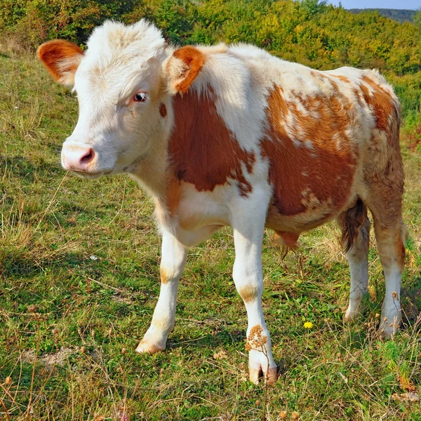 White-Face Hereford Calf