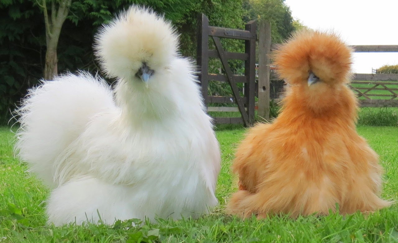 Silkie Bantam