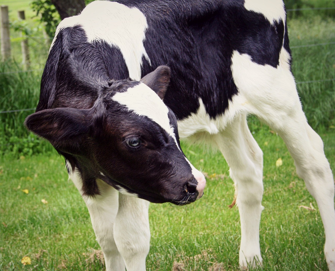 Premium Dairy Calf