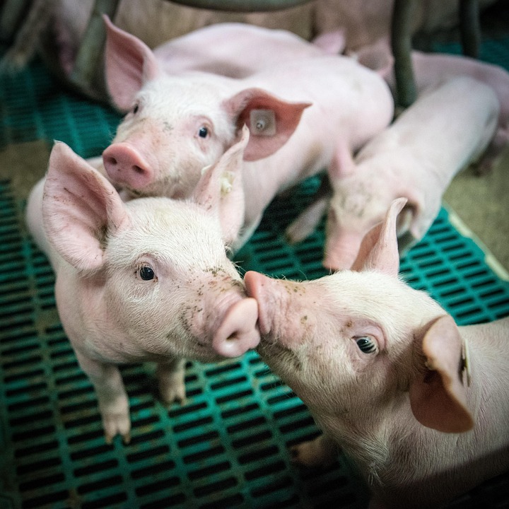 Weaned Piglet (6 Pack)