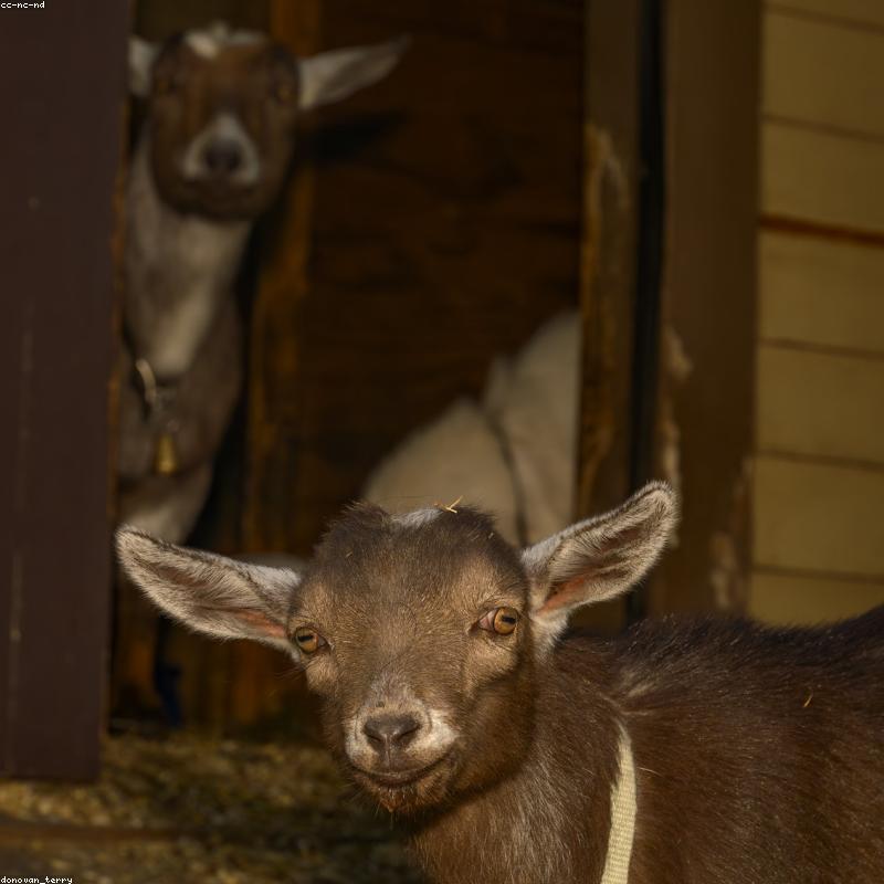Stud Kalahari Red Kid